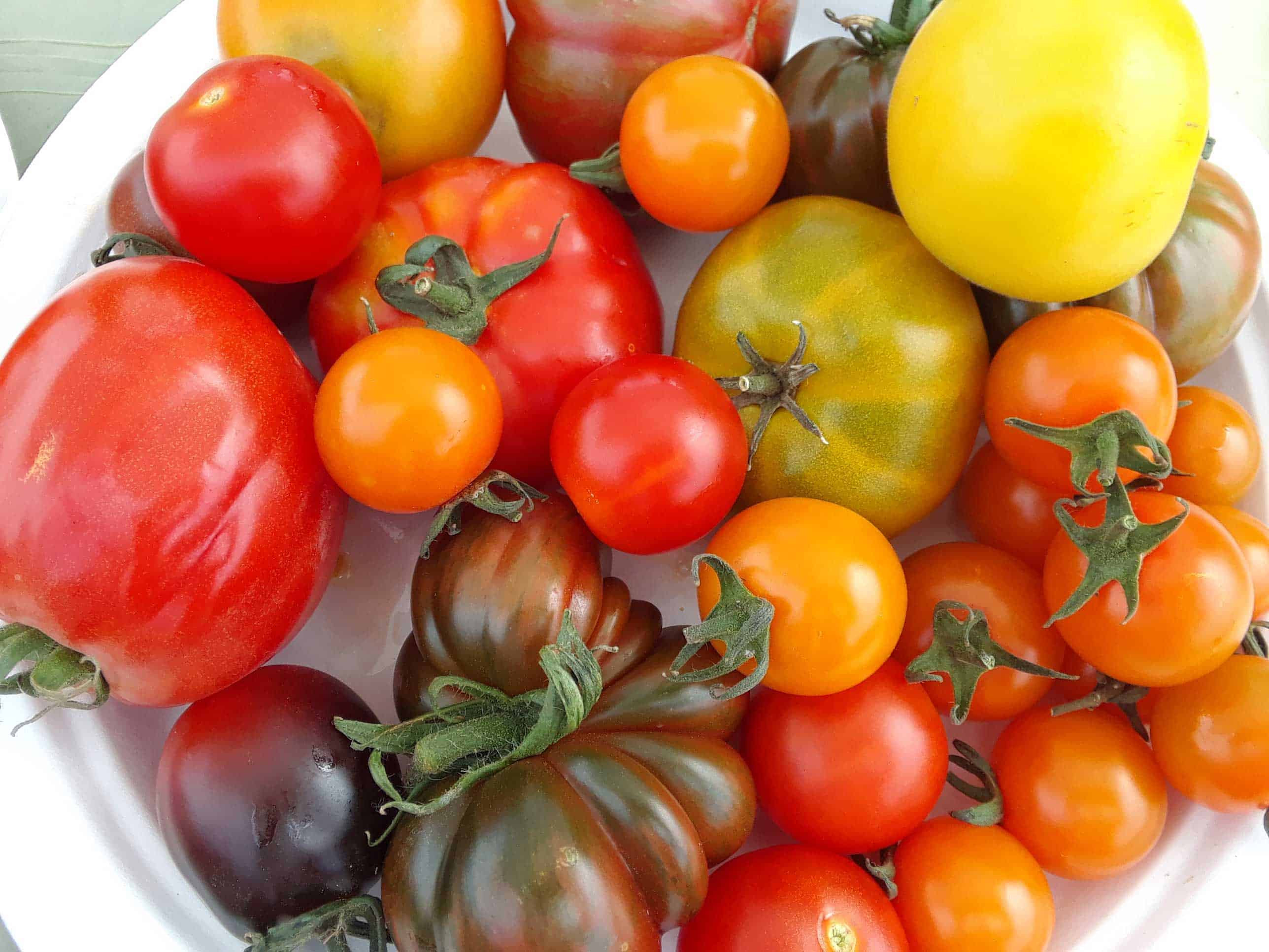 Find Your Perfect Tomato & Get Growing: Join Our Tomatoes and Discover a World of Varieties!
