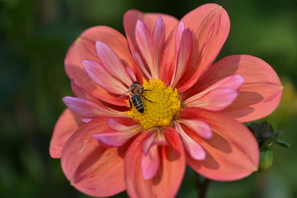 honey bee on flower by Nancy Crowell