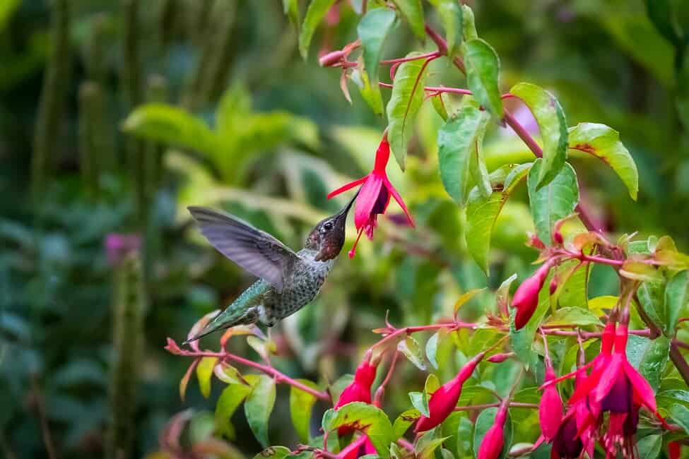 hummingbird on fuschia by Nancy Crowell