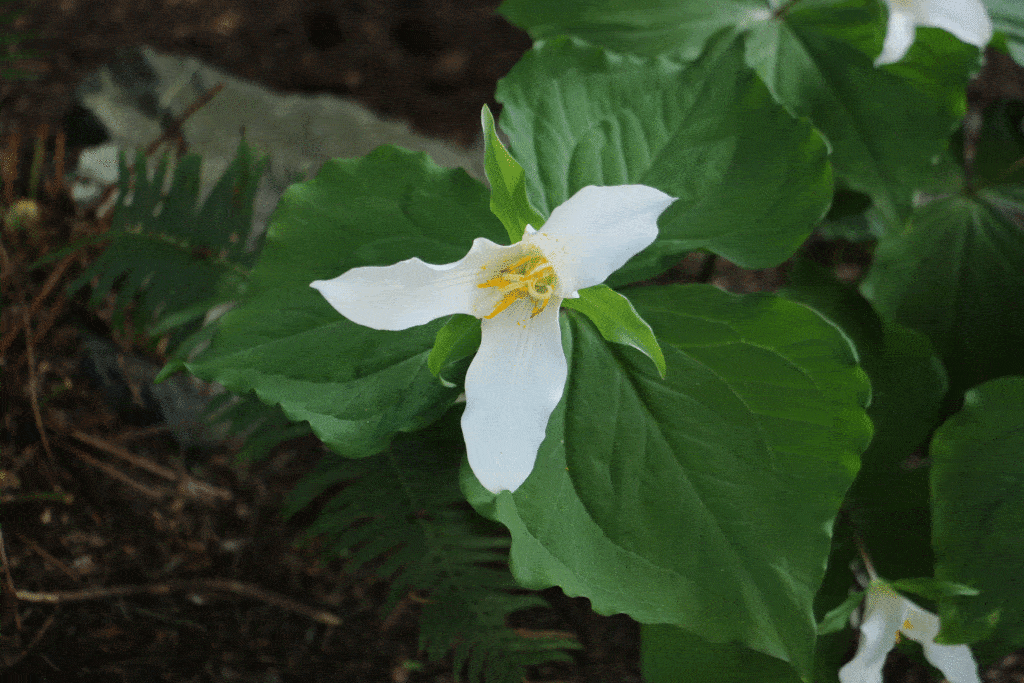 April-Plant