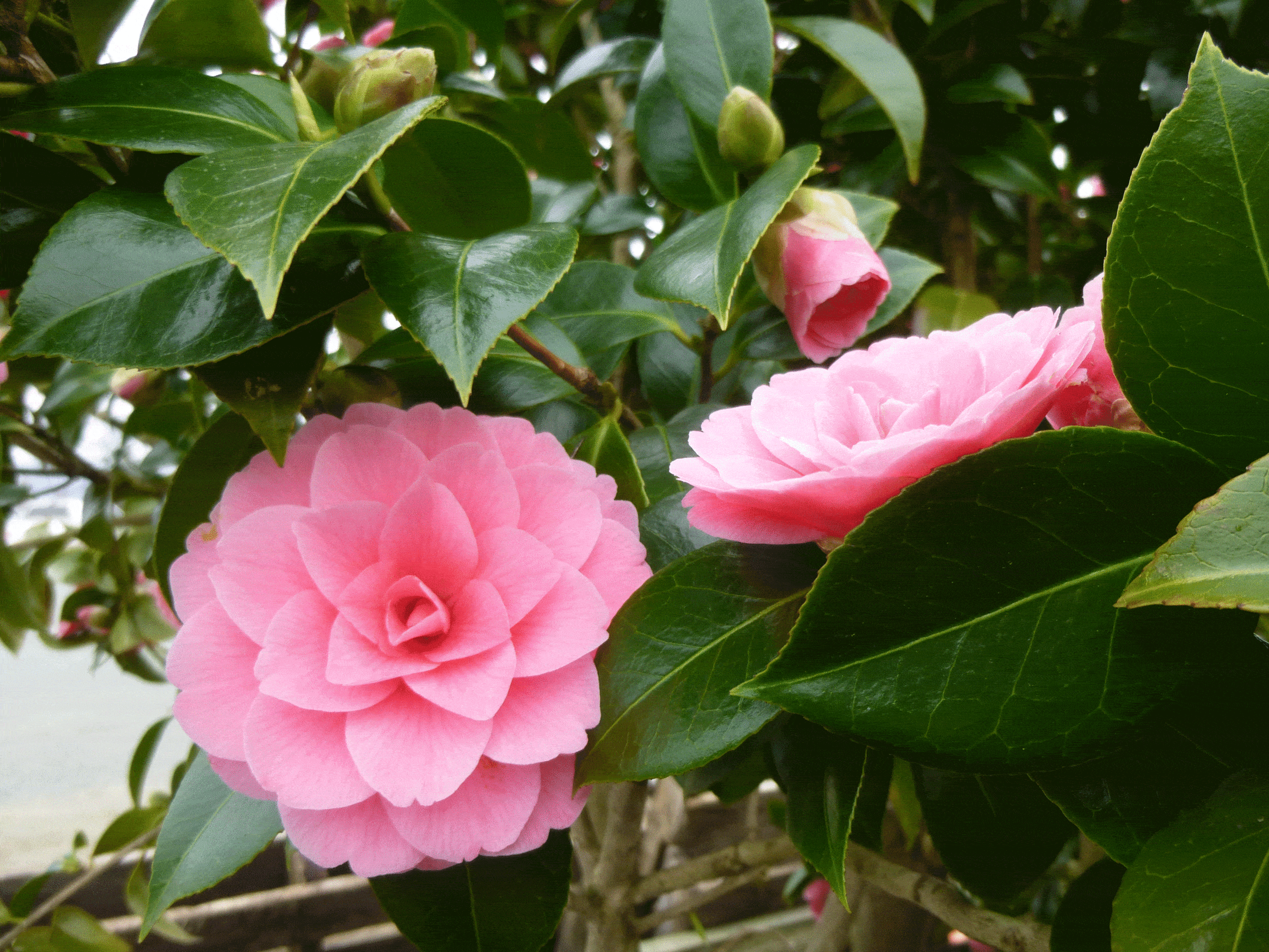 Camelia japonica blooming in February!