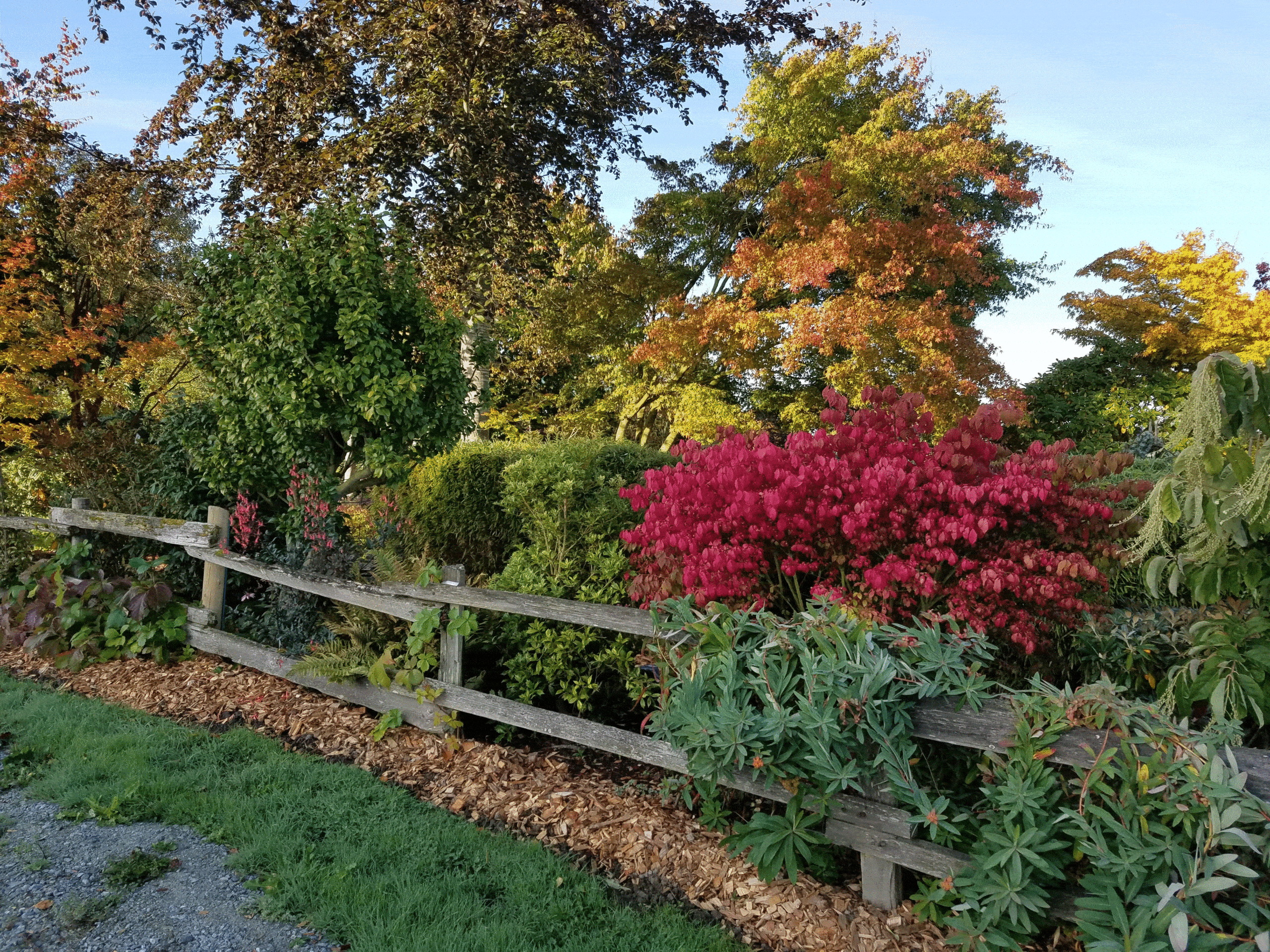 Euonymus-alatus-Compactus-Sept The brilliant red bush is Euonymus alatus "Compactus' commonly known as burning bush. It is at its peak color in this September picture.