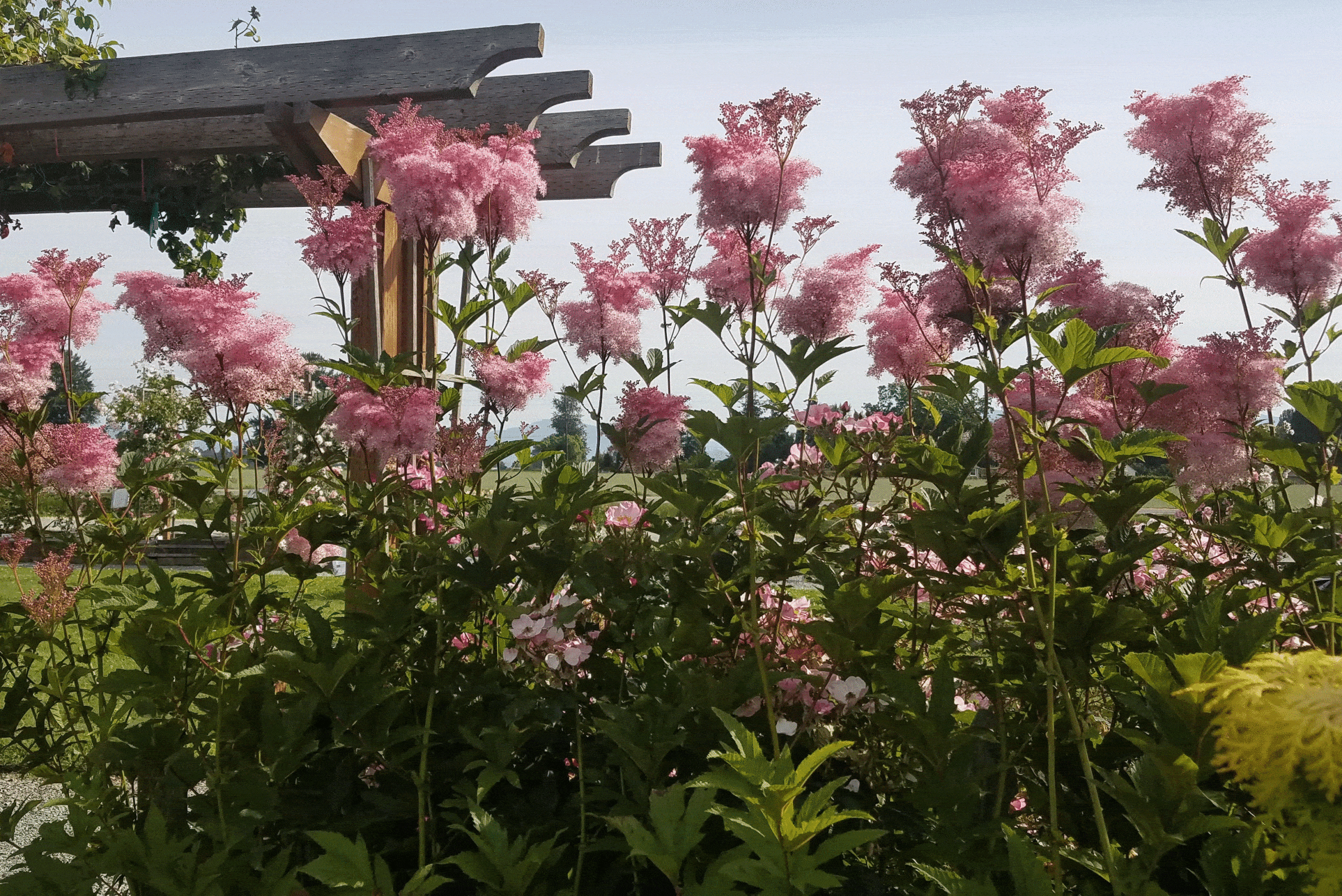 Filipendula rubra commonly known as Queen of the Prairie. This summer bloomer waves its sprays of small pink flowers.