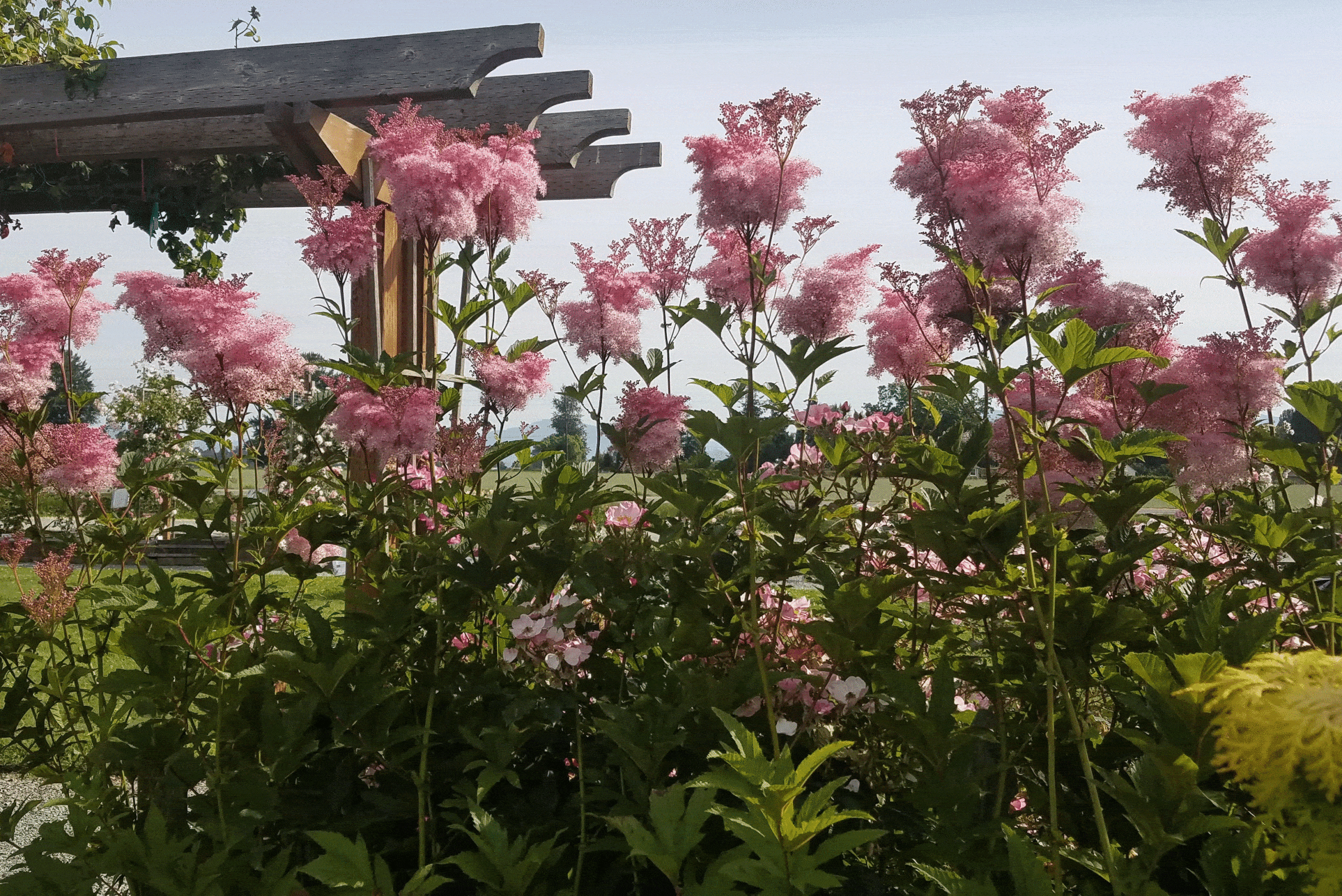 Filipendula-rubra Filipendula rubra commonly known as Queen of the Prairie. This summer bloomer waves its sprays of small pink flowers.