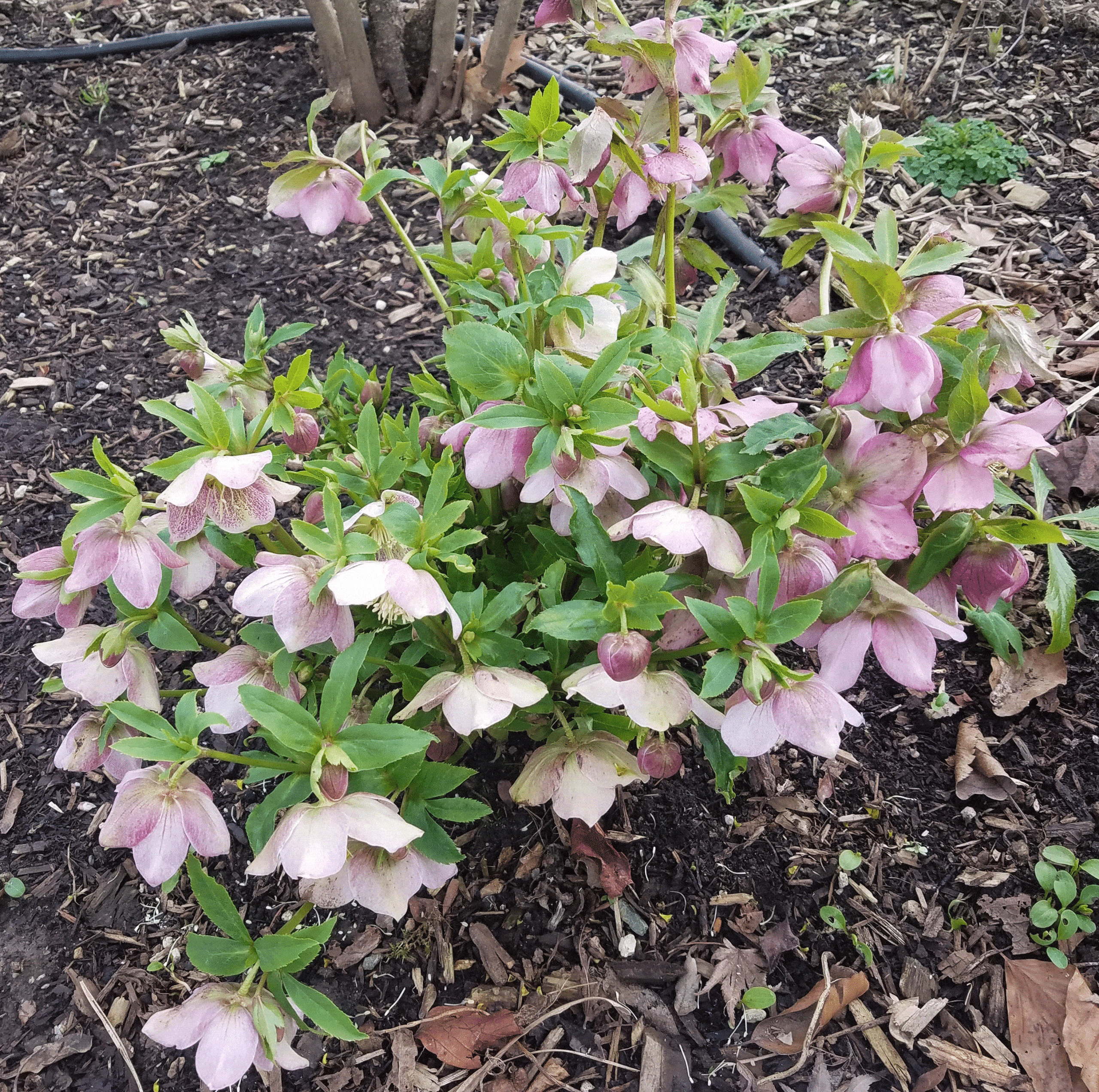 Hellebore brightens up the garden from November through March with various varieties.