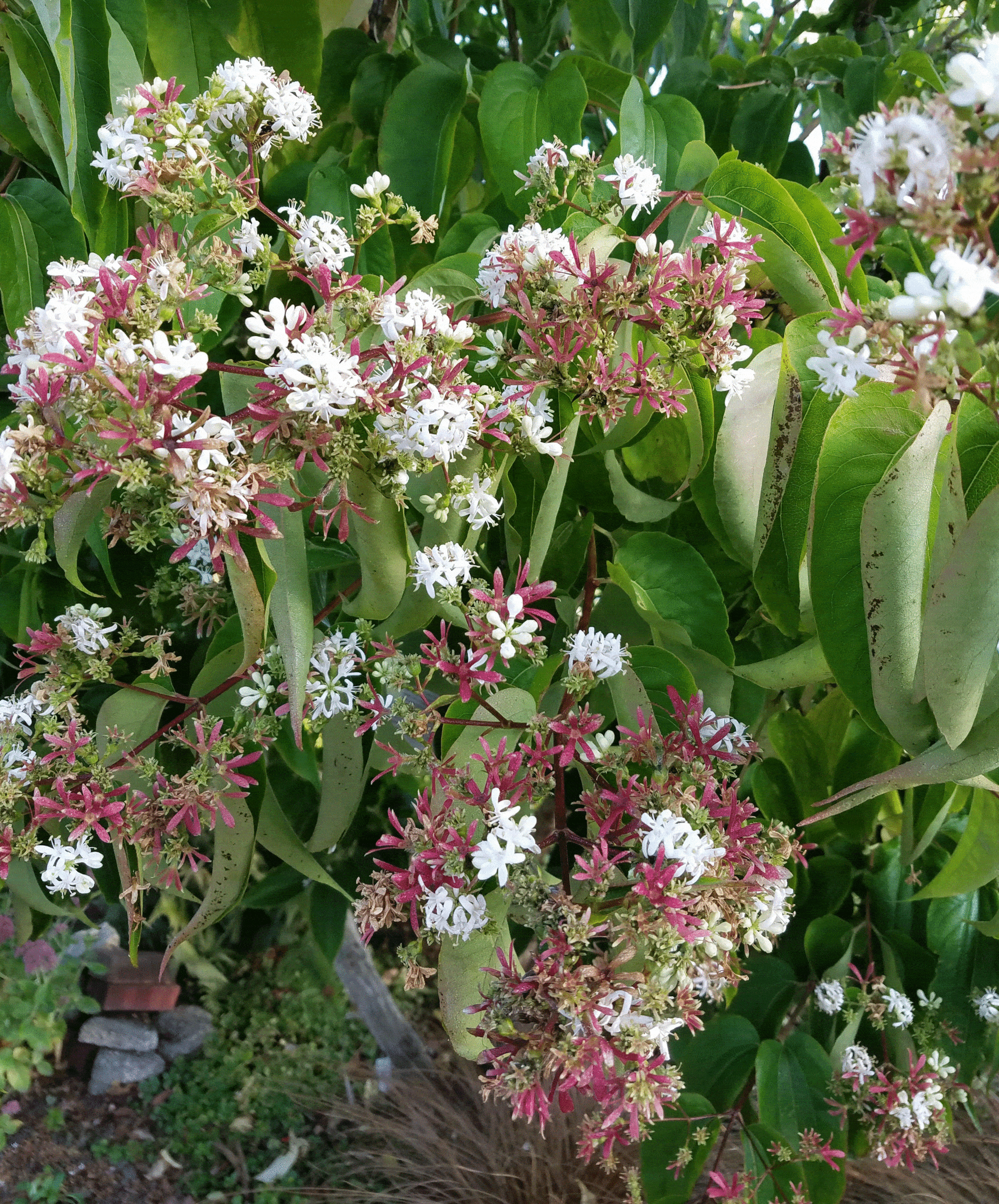 A September bloomer, Heptacodium miconioides, commonly known as seven sons plant has white flower clusters followed by vivid red bracts that last through October.
