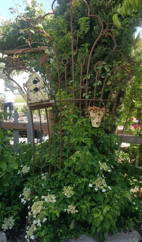  Hydrangea anomala petiolaris, a climbing hydrangea that adds to our summer blooms and accents our metal trellis. 