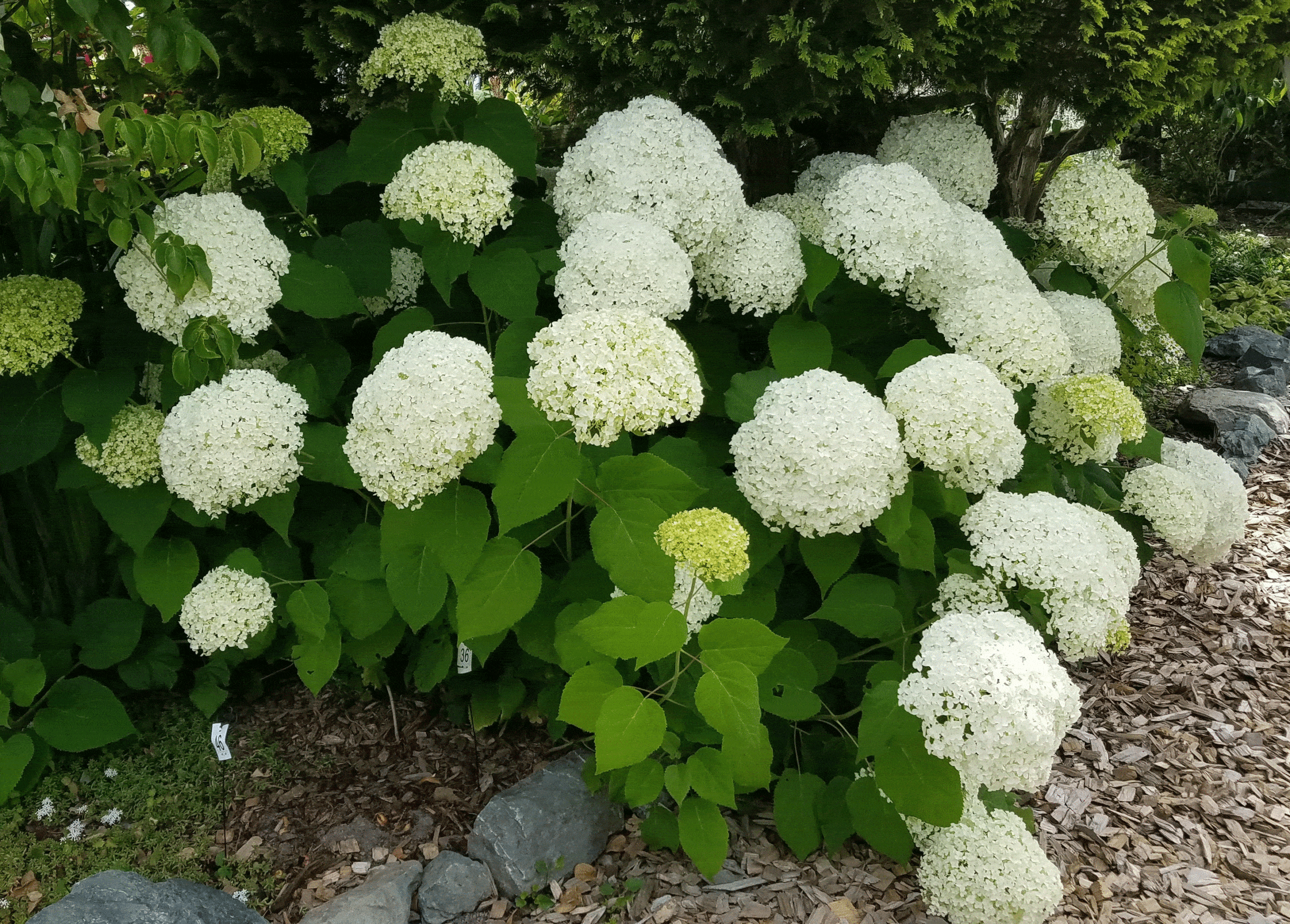 Hydrangea arborescens 'Annabelle' with its dinner plate size blooms draws lots of attention during the summer. 