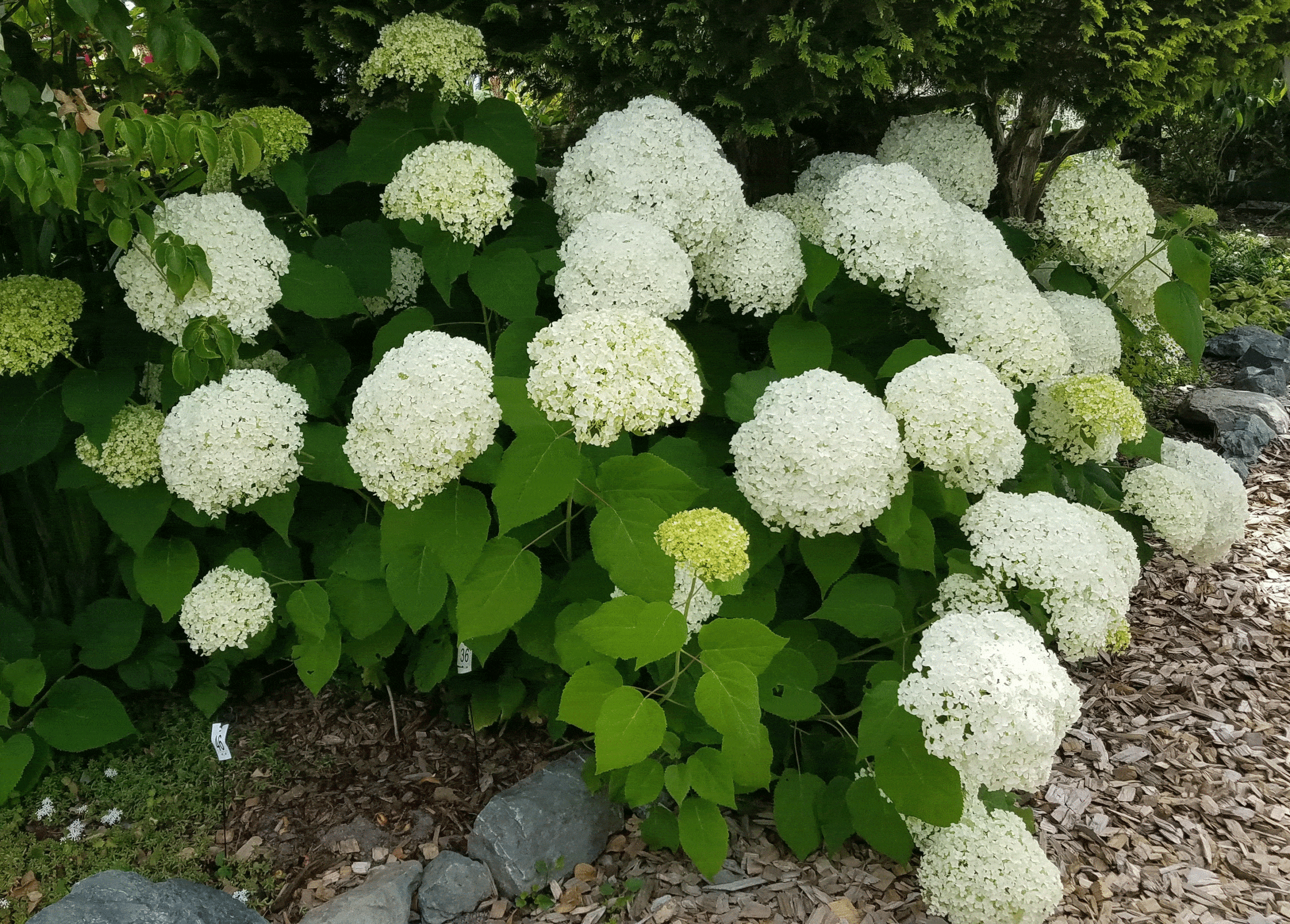 Hydrangea-arborescens-'Annabelle' Hydrangea arborescens 'Annabelle' with its dinner plate size blooms draws lots of attention during the summer.
