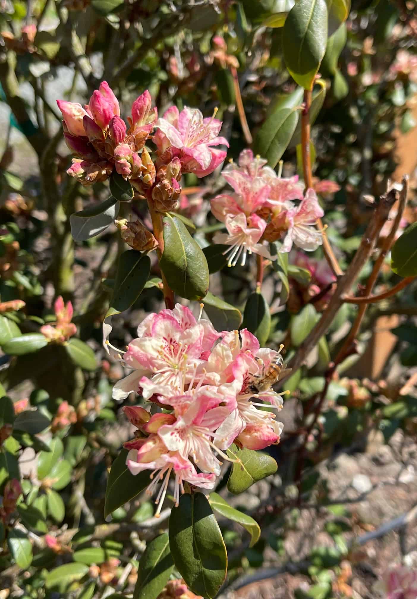 Rhododendron Garden Rhododendron Garden