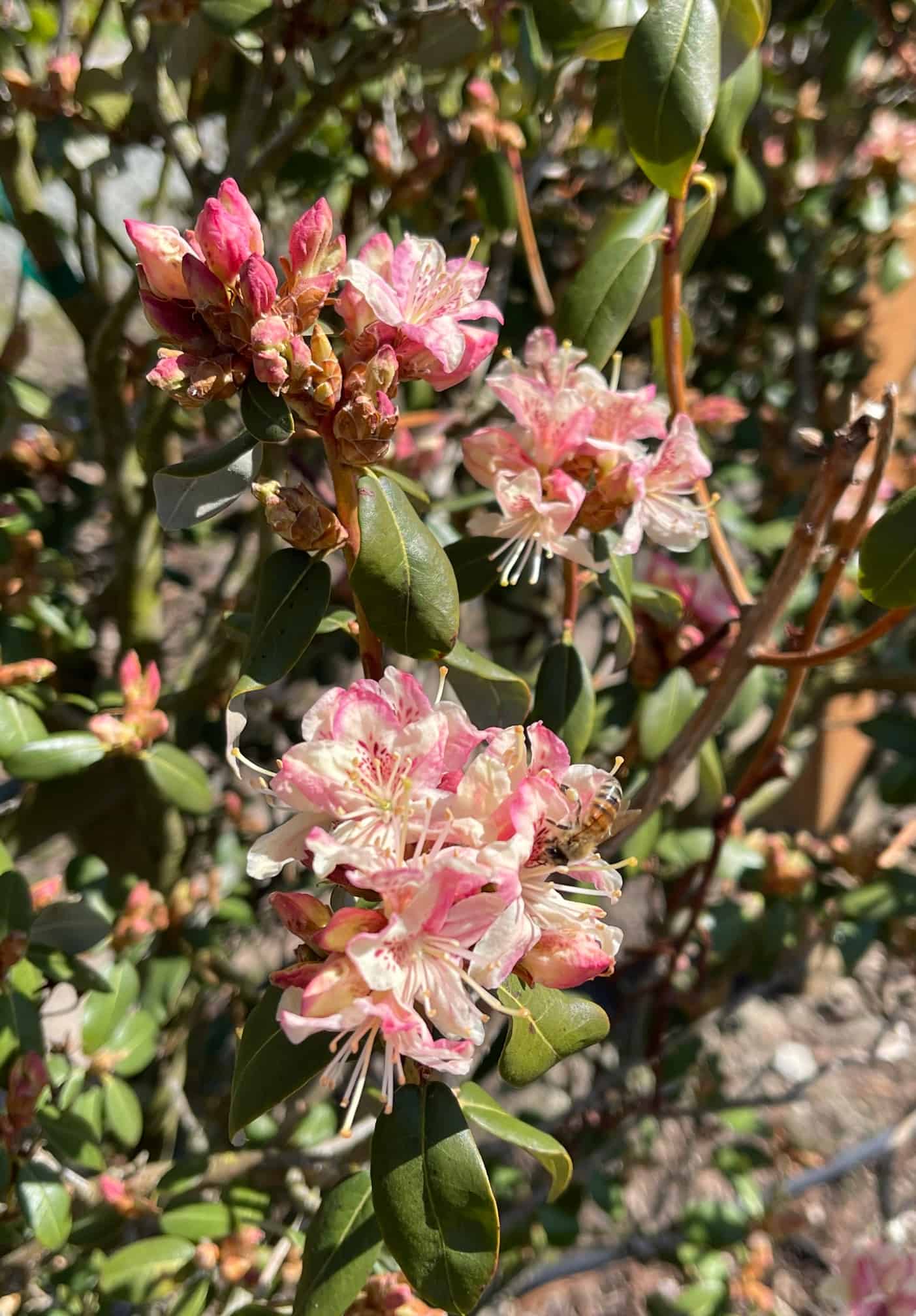 Rhododendron Garden