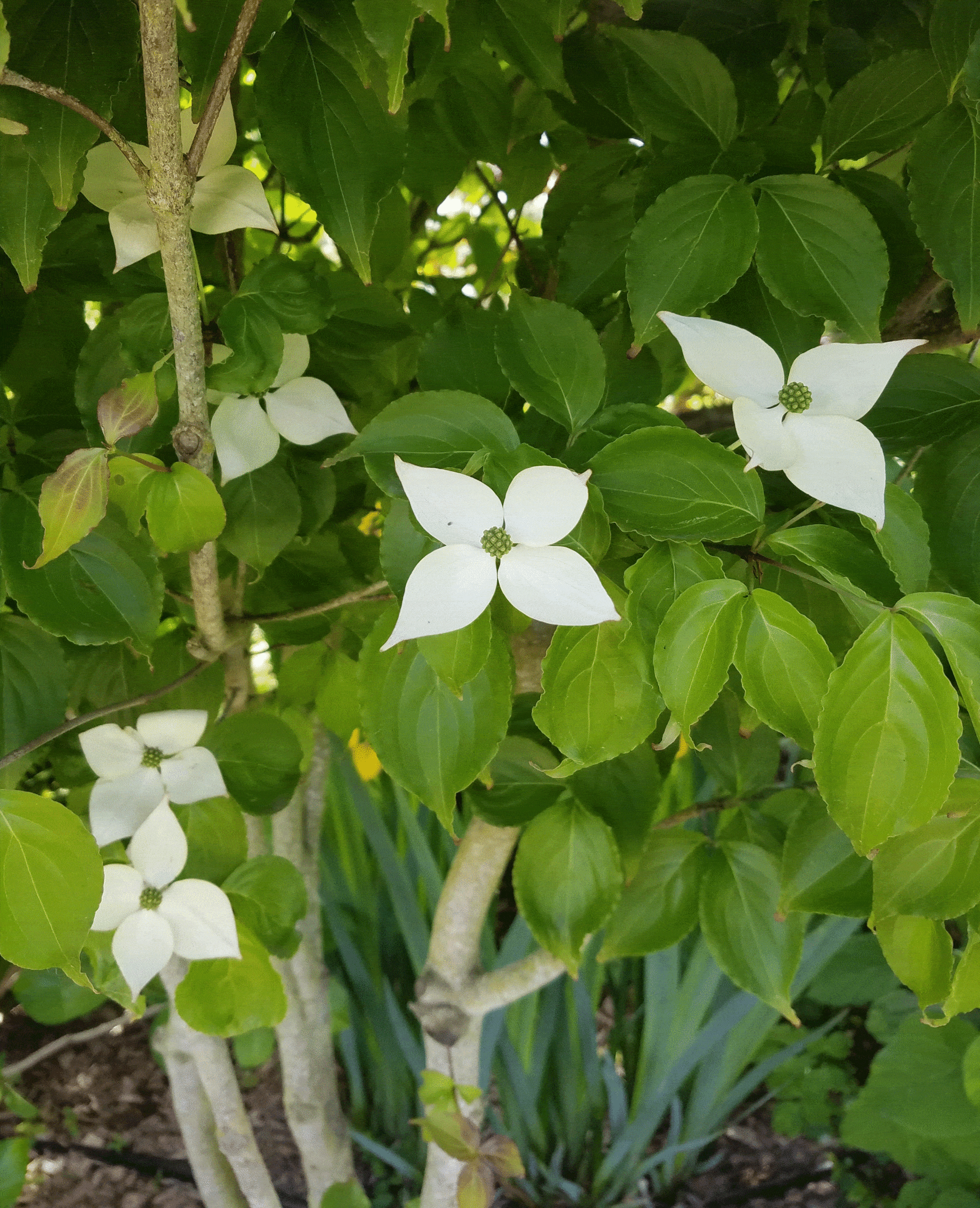 Flowers of Kousa dogwood, a June blooming dogwood.