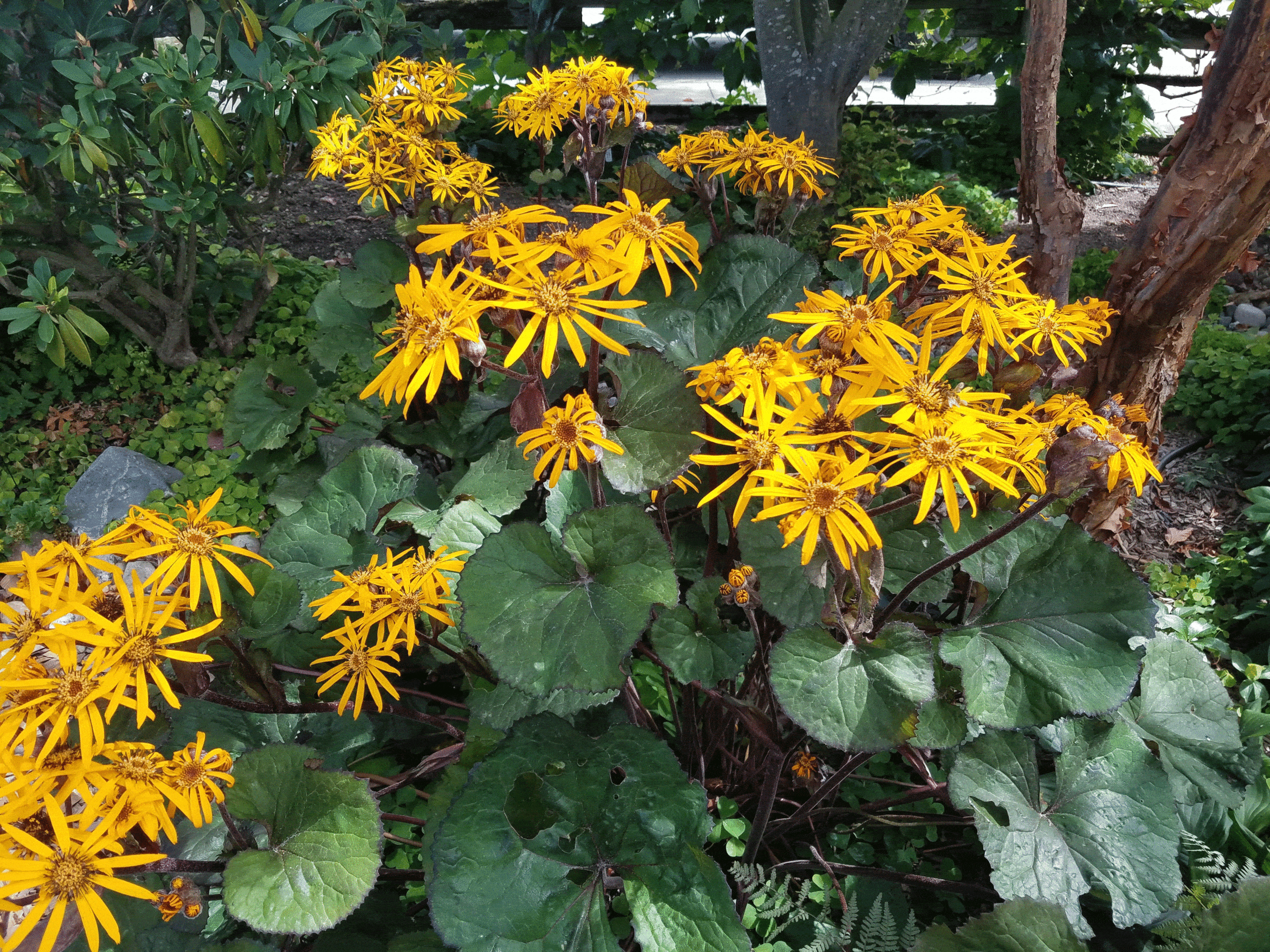 Ligularia-dentata-'Desdemona' August brings a blast of summer color with this Ligularia dentata 'Desdemona' a bigleaf ligularia also known as leopard plant. Especially striking because it's a shade plant!