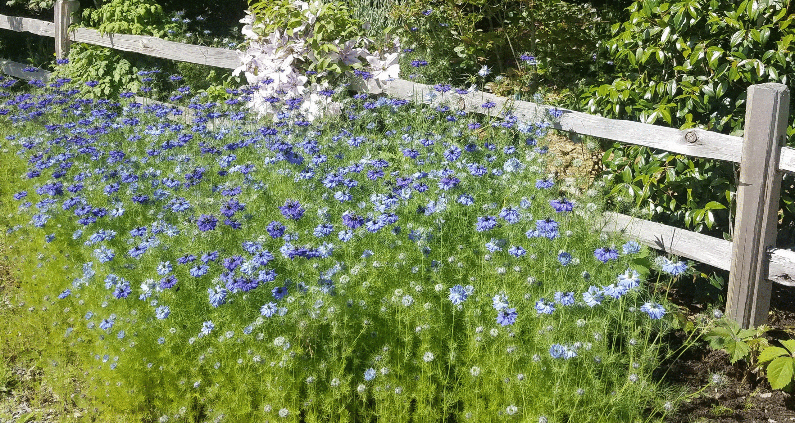 Nigella damascena, commonly known as Love in a Mist, is a lovely, delicate lovely annual that reseeds itself here and there through the garden in early summer.