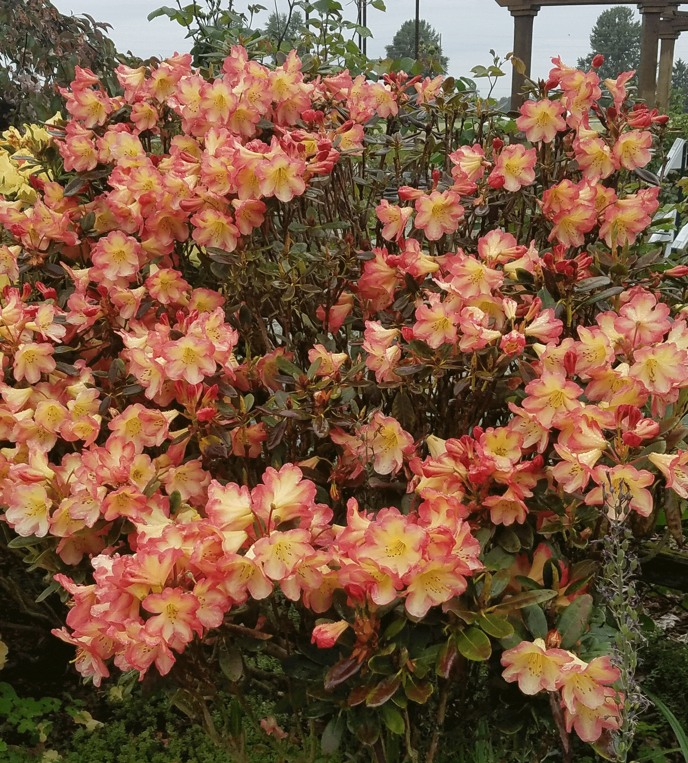 Rhododendron 'Ring of Fire' blooming in May is always an attention getter.