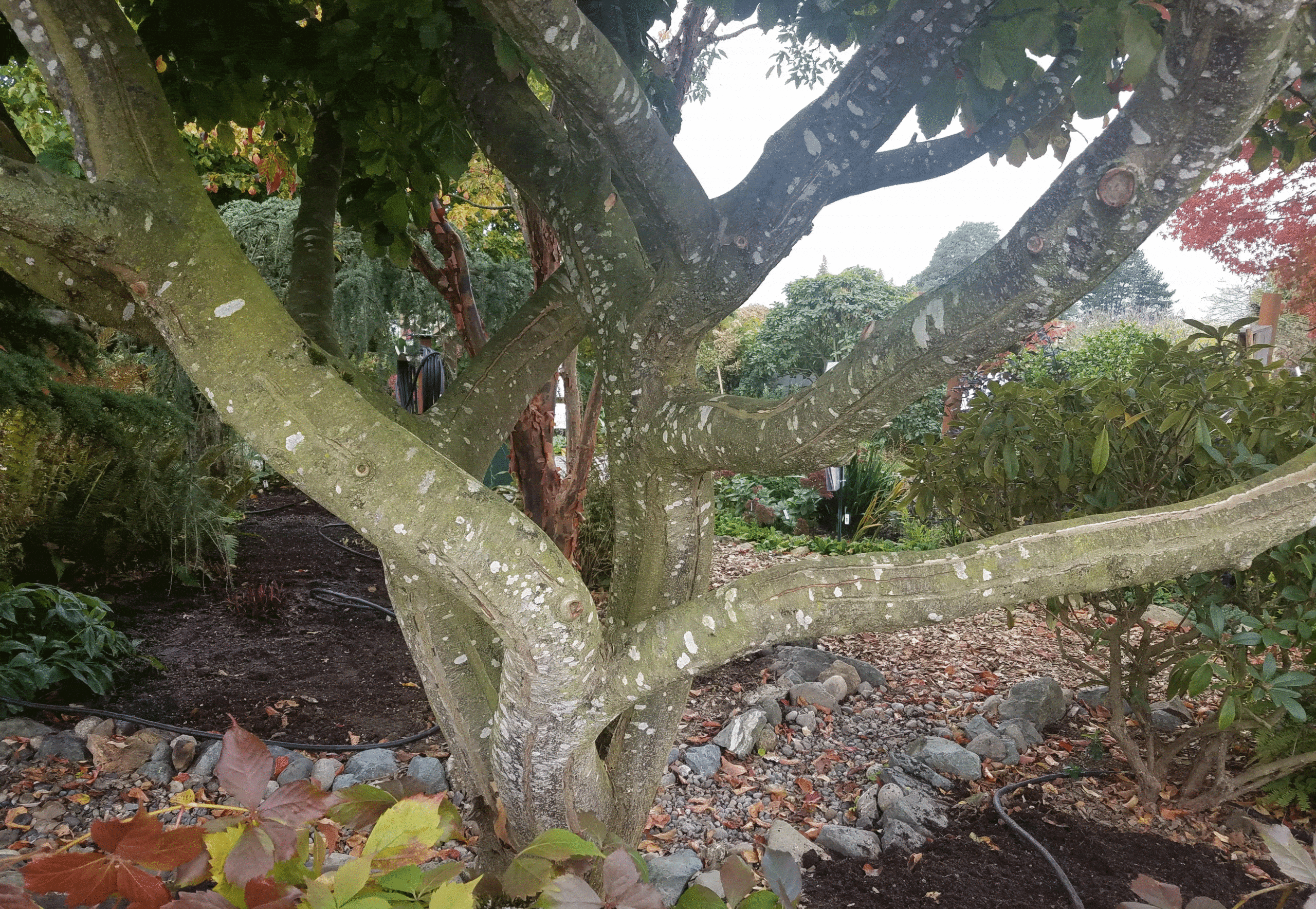 Bark can be beautiful and striking as shown by the bark of this Parrotia persica, known as Persian ironwood. It can really draw our attention in winter when the garden doesn't have as much vivid color.