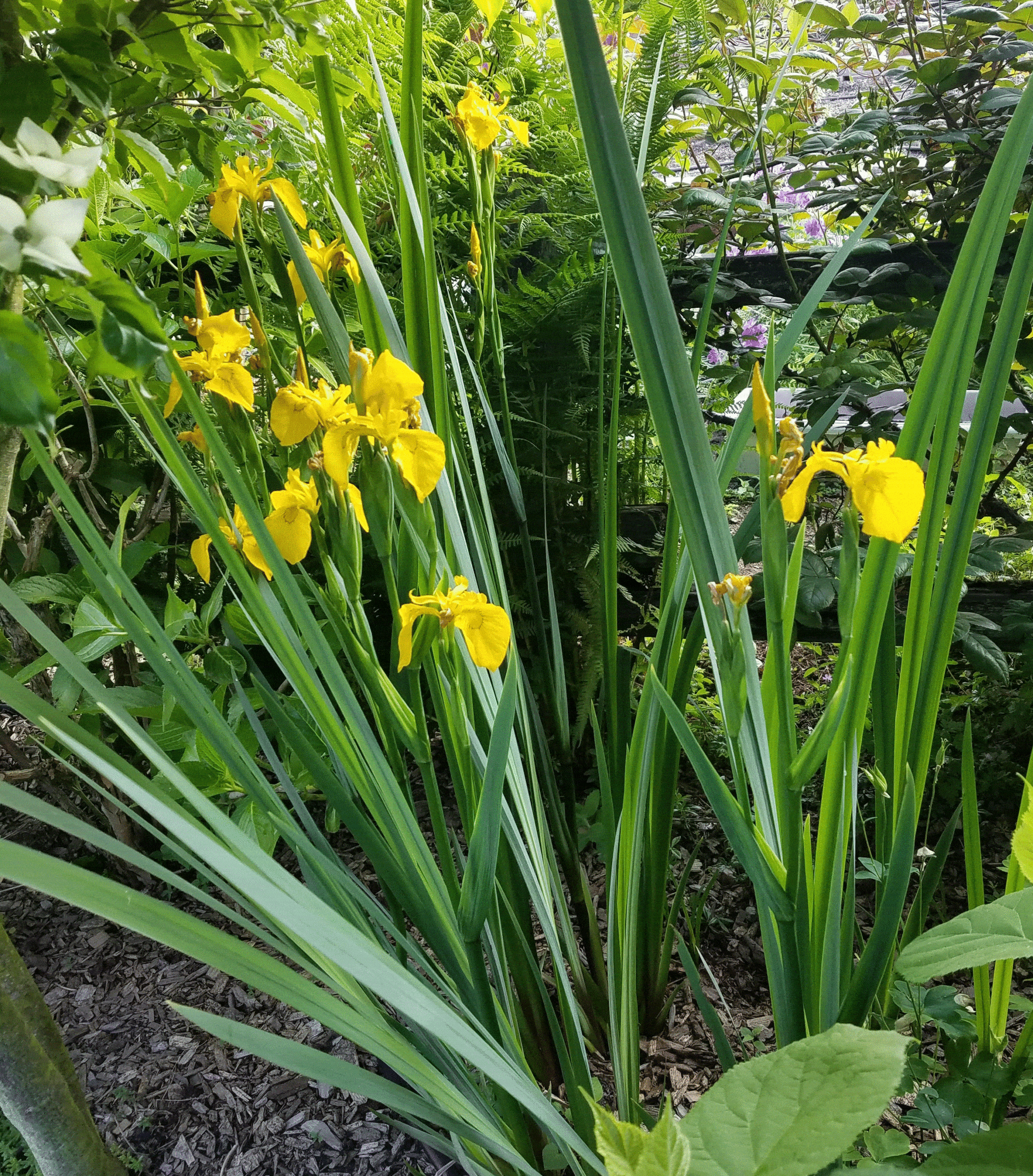 A spring time iris