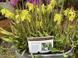 Yellow Pitcher plants (Sarracenia) seen in full bloom before becoming carnivorous when the pitcher opens and starts trapping insects.