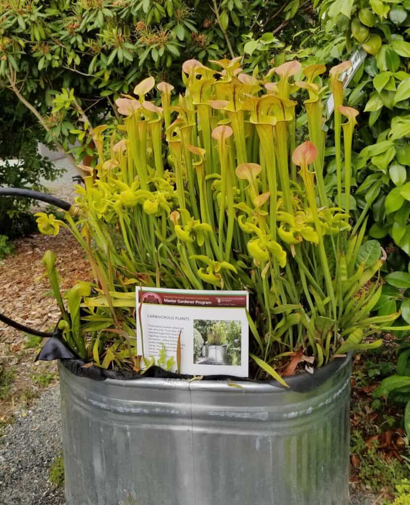 Carnivorous Pitcher Plants (Sarracenia) in horse trough