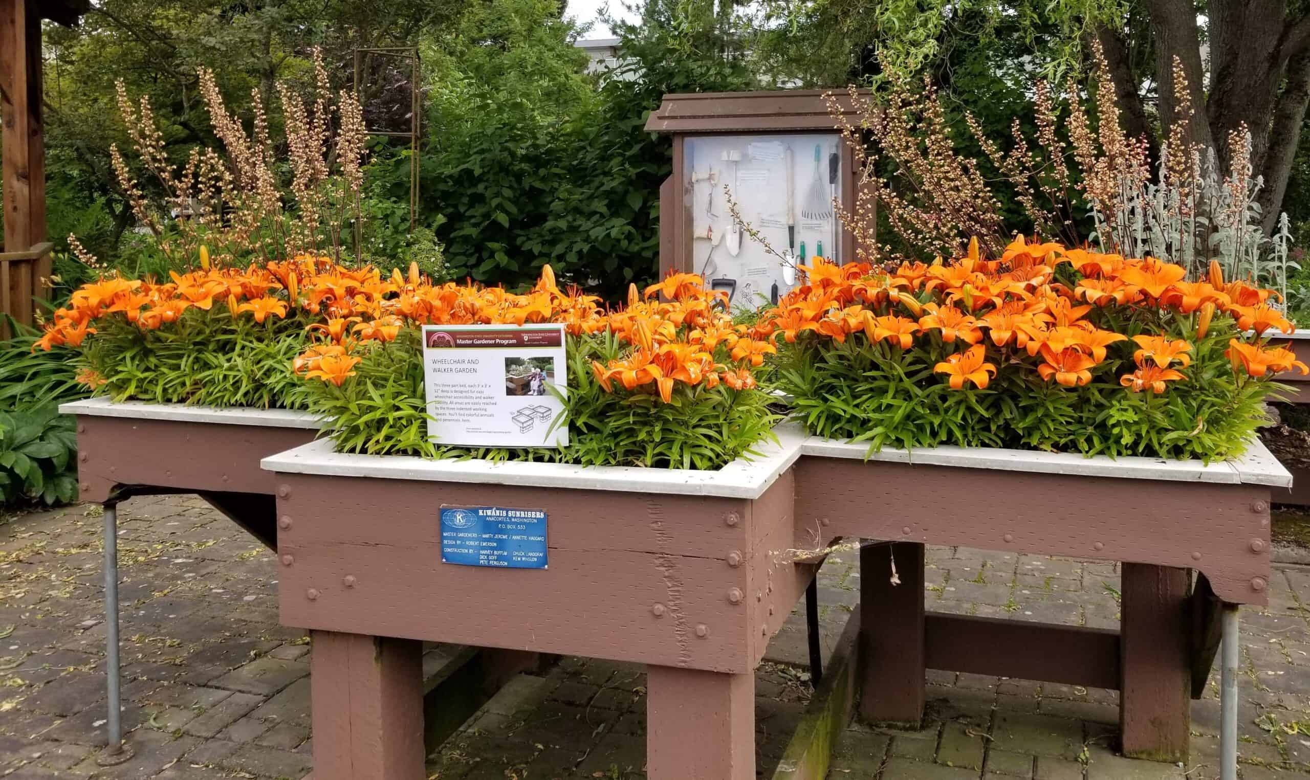 Dwarf Asiatic Lilies in raised bed with adapted tool display