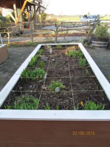 Square foot garden can accommodate 24 different plants and is easy for seasonal changes in veggies. The espalier apple trees are in the background.