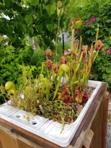 Various carnivorous plants in rescued sink