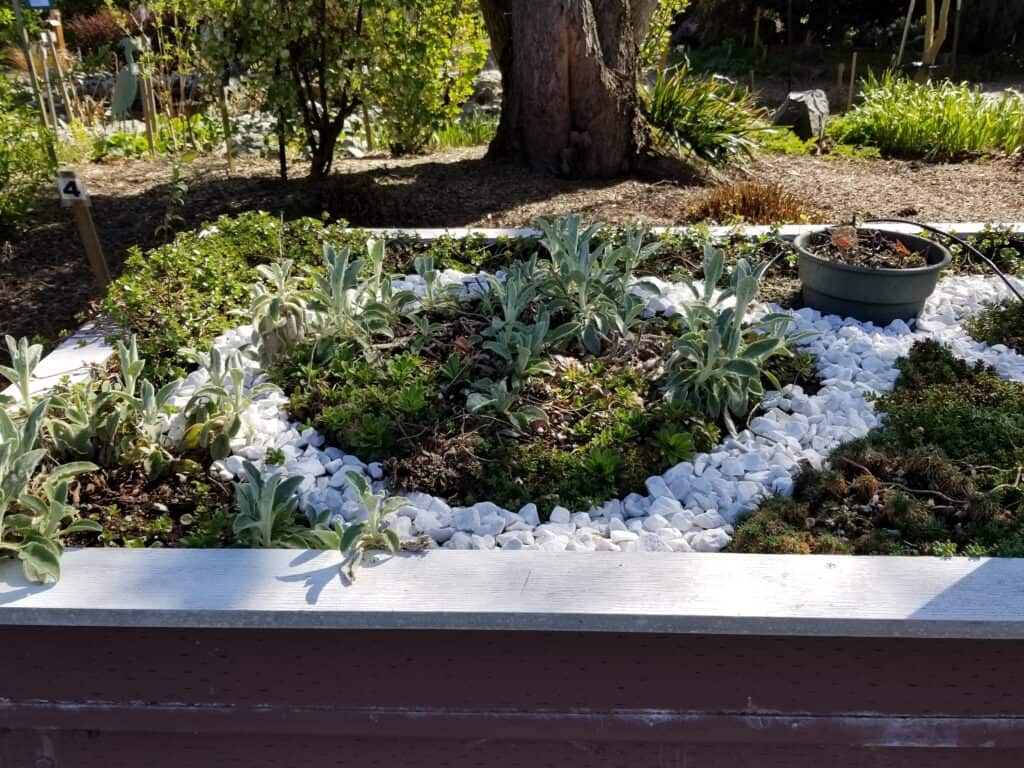 White stones separate textured plant groups to enable visually impaired gardeners to feel their way and find the different plants.