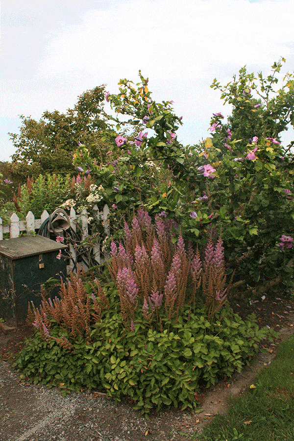Astilbe-chinensis,-front,-and-Hibiscus-syriacus,-back