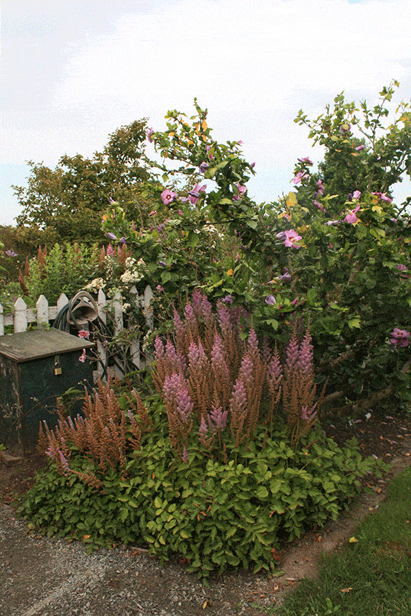 Astilbe-chinensis,-front,-and-Hibiscus-syriacus,-back Astilbe-chinensis,-front,-and-Hibiscus-syriacus,-back