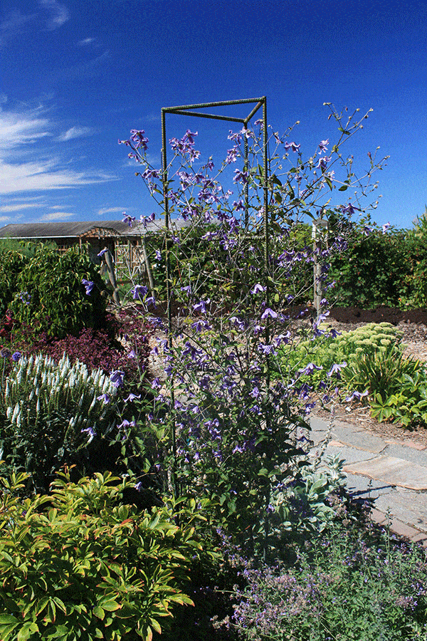 Clematis-Multi-Blue