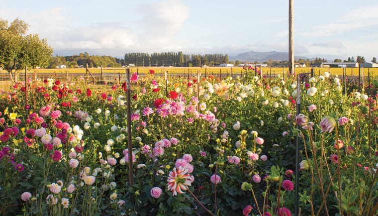 field featuring 100's of dahlia varieties grown for cutting