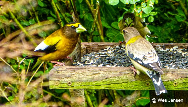 Evening Grosbeaks feeding on sunflower seeds on a simple platform feeder.  Photo by Wes Jansen