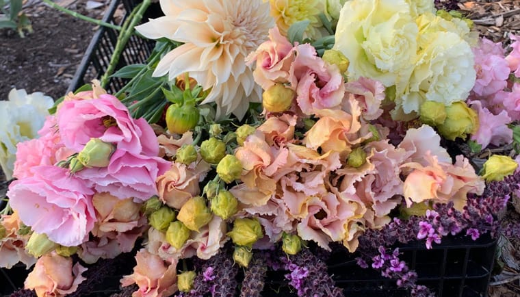 Web_headerLisianthus Web_headerLisianthus