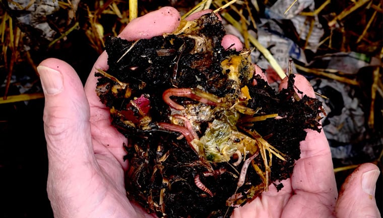 Vermicomposting