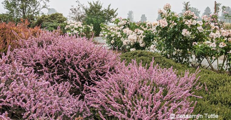 Summer Blooming Heather at the Discovery Garden Summer heather blooming in the Discovery Garden Photo by Jessamyn Tuttle