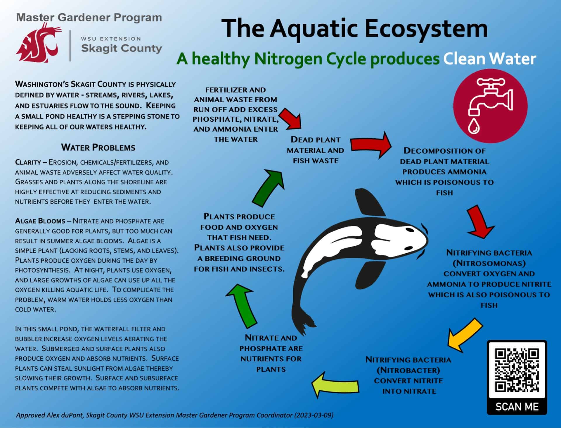Aquatic Nitrogen Cycle