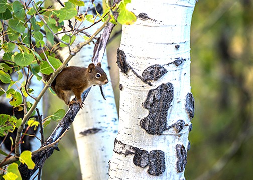 Northwest Tree Squirrels