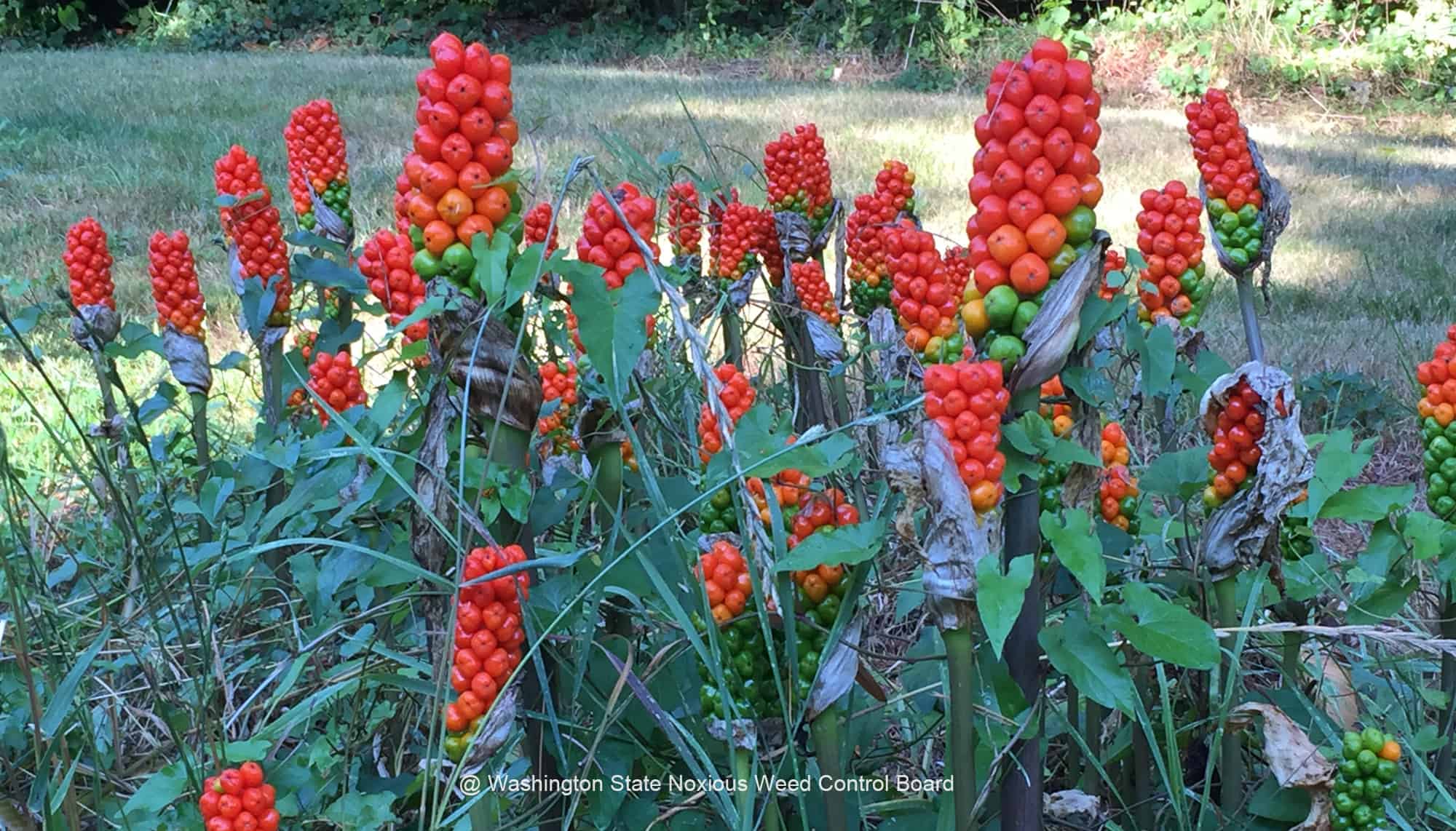 Italian Arum seed pods