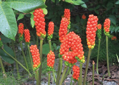 Italian Arum