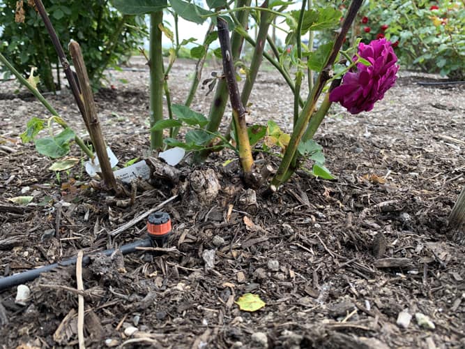 Pressure compensating scrubber watering rose bush at the Discovery Garden. © Photo Ginny Bode