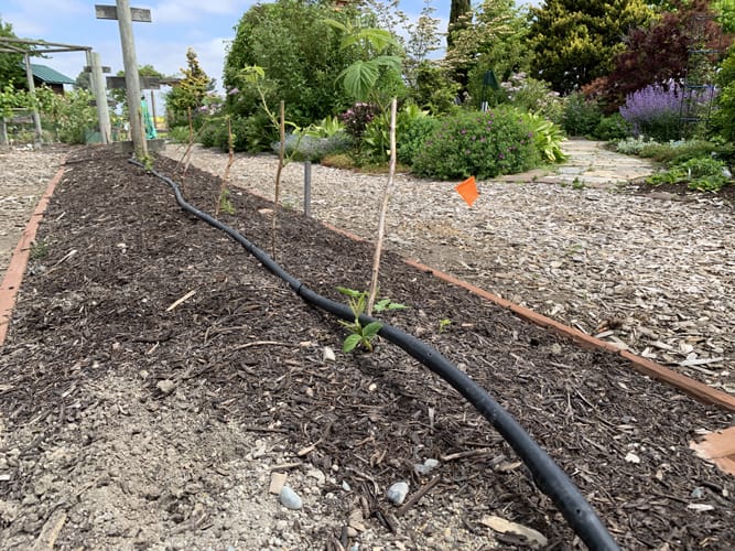 1/2-in. dripline water system with emitters at 12-in. spacing. The system is set up to water young raspberry plants in the small fruits garden at the Discovery Garden.
Photo by © Ginny Bode
