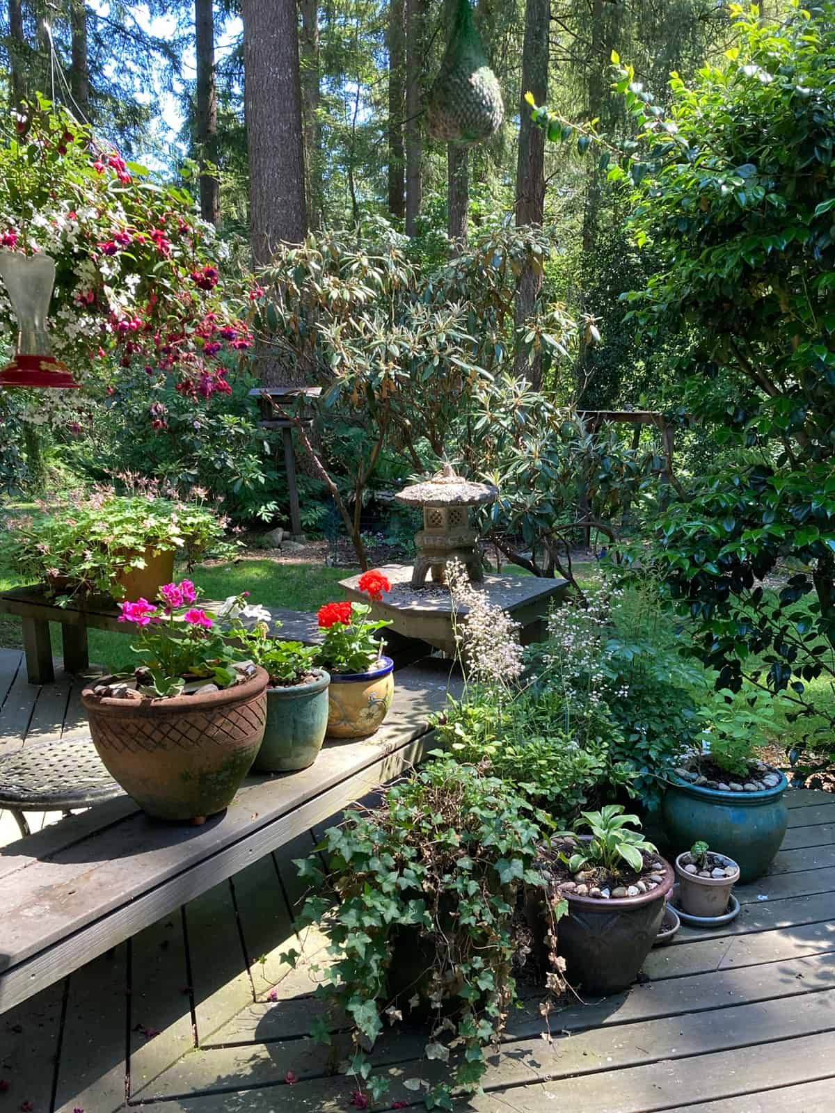 Master Gardeners in Skagit County deal with a wide range of microclimates within their own personal gardens. Here Master Gardener Lynn Heagney deals with the shade produced by the woods surrounding her home east of Sedro-Woolley. Photo by Lynn Heagney