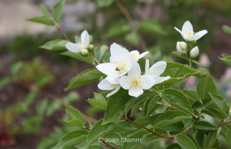 Restoring Nature