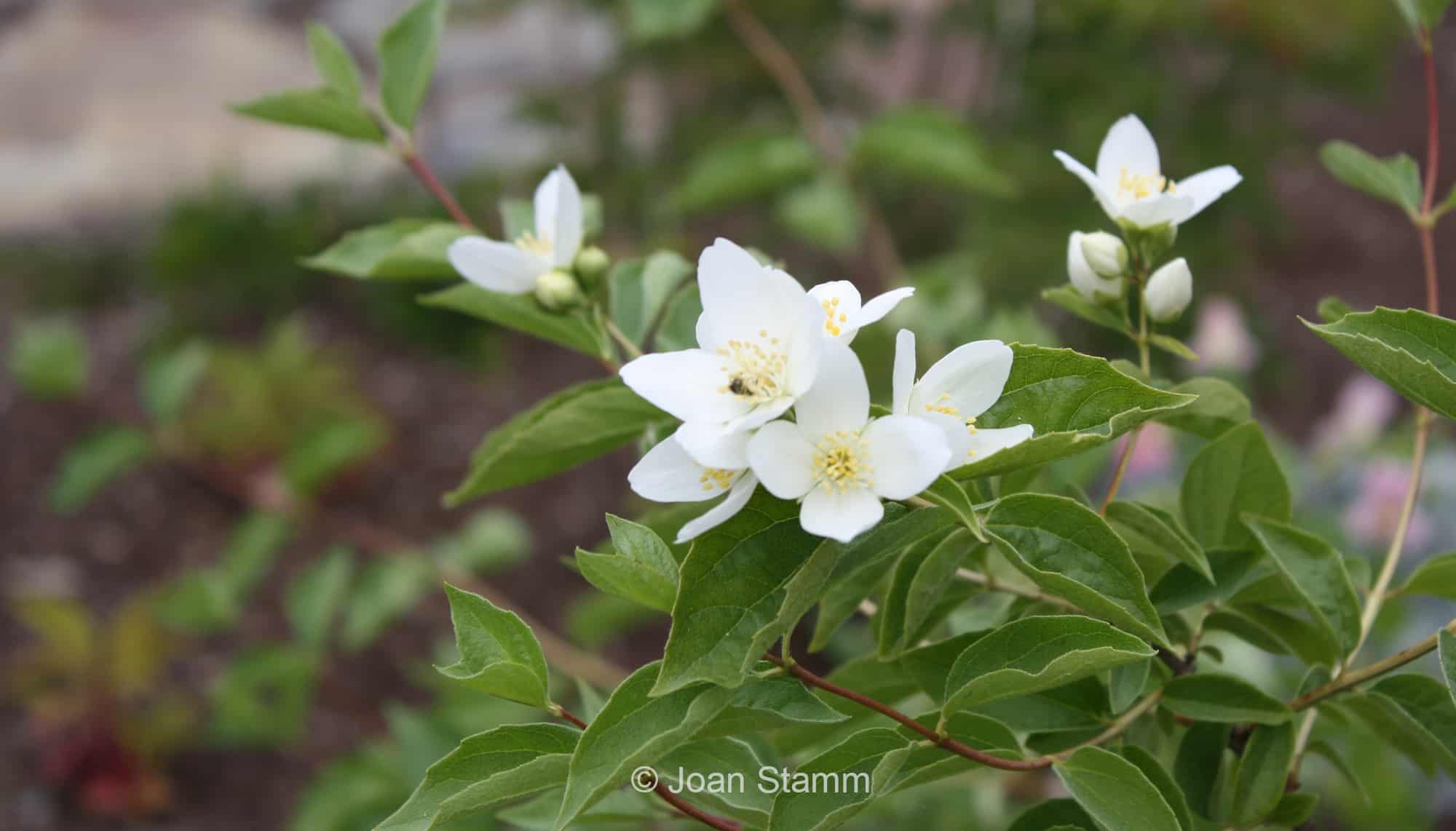 Mock Orange © Joan Stamm 