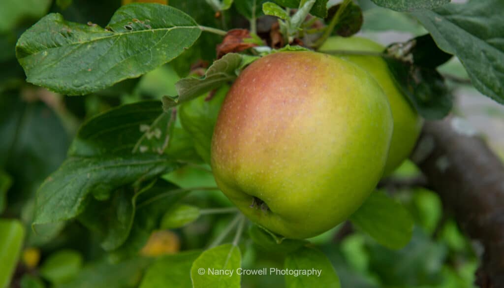 Cider Making