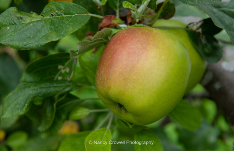 Cider Making