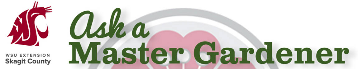 Skagit County WSU Extension Ask A Master Gardener Skagit County WSU Extension Ask A Master Gardener