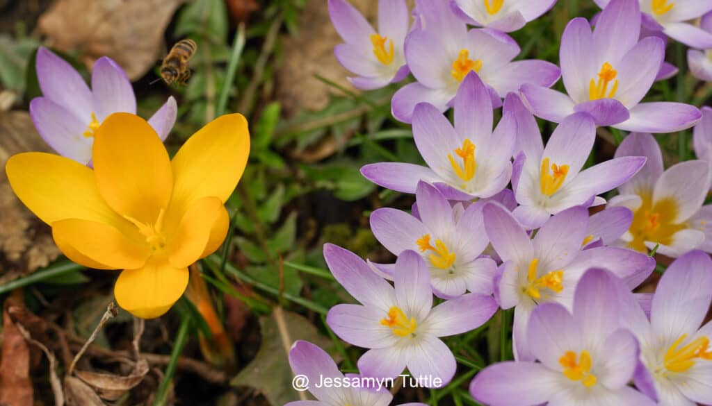 Plant Spring Blooming Bulbs Now