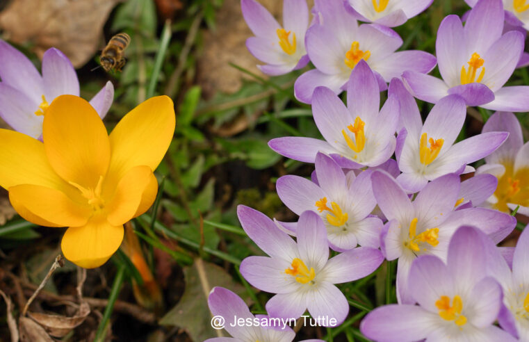 Plant Spring Blooming Bulbs Now