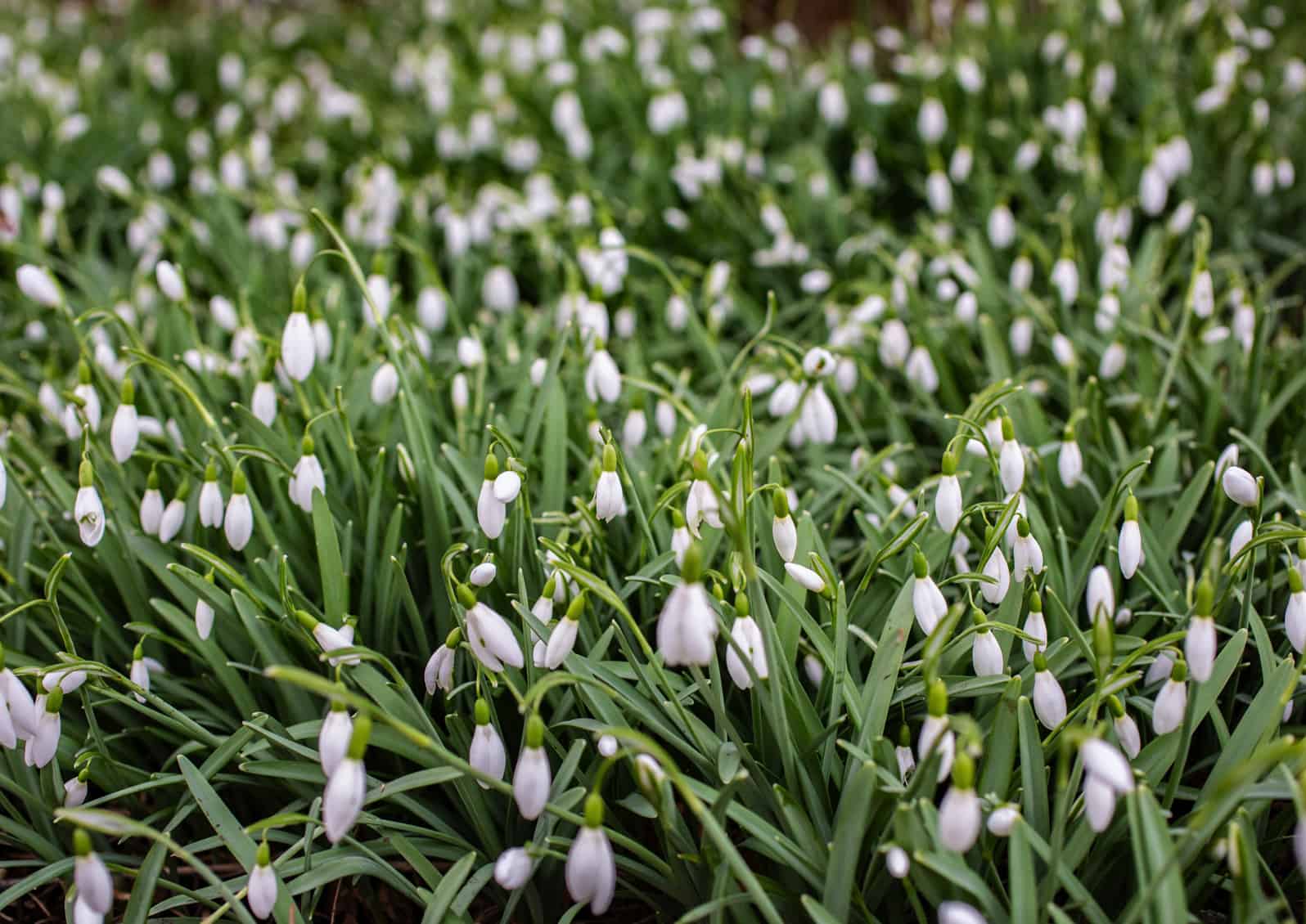 Snowdrops in the Discovery Garden © Jessamyn Tuttle